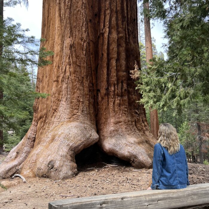 Trail of 100 Giants Giant Redwood Park