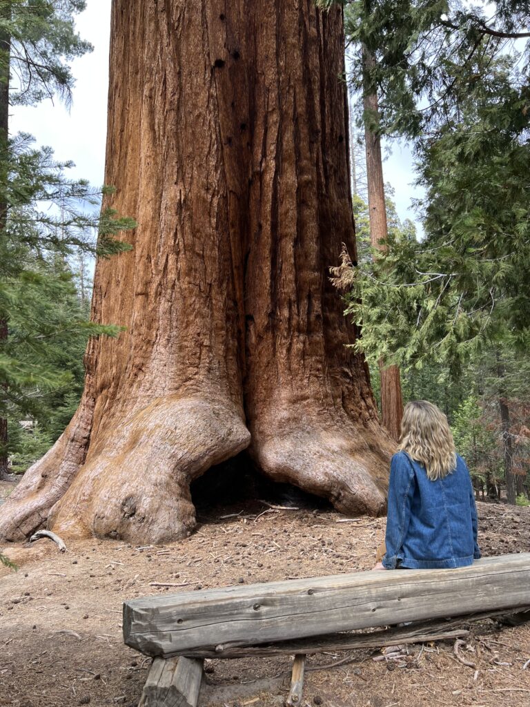 Trail of 100 Giants Giant Redwood Park