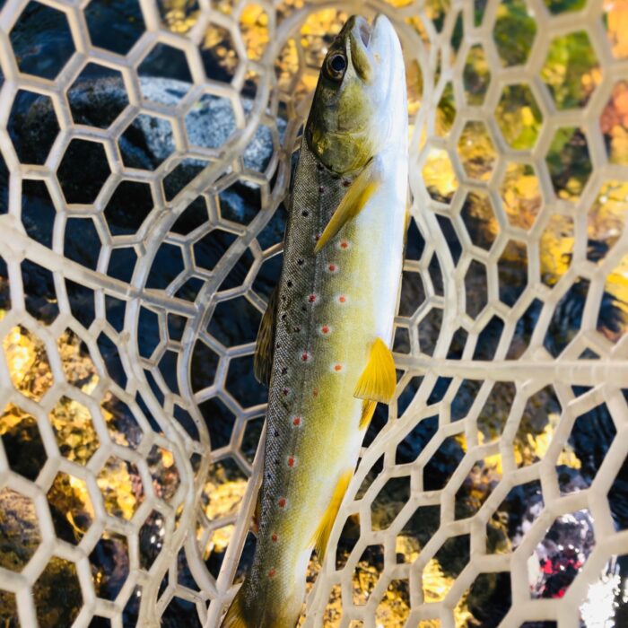 Fly Fishing for Trout on Kern River