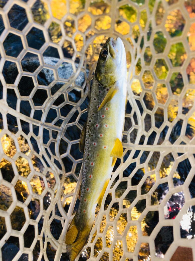 Fly Fishing for Trout on Kern River