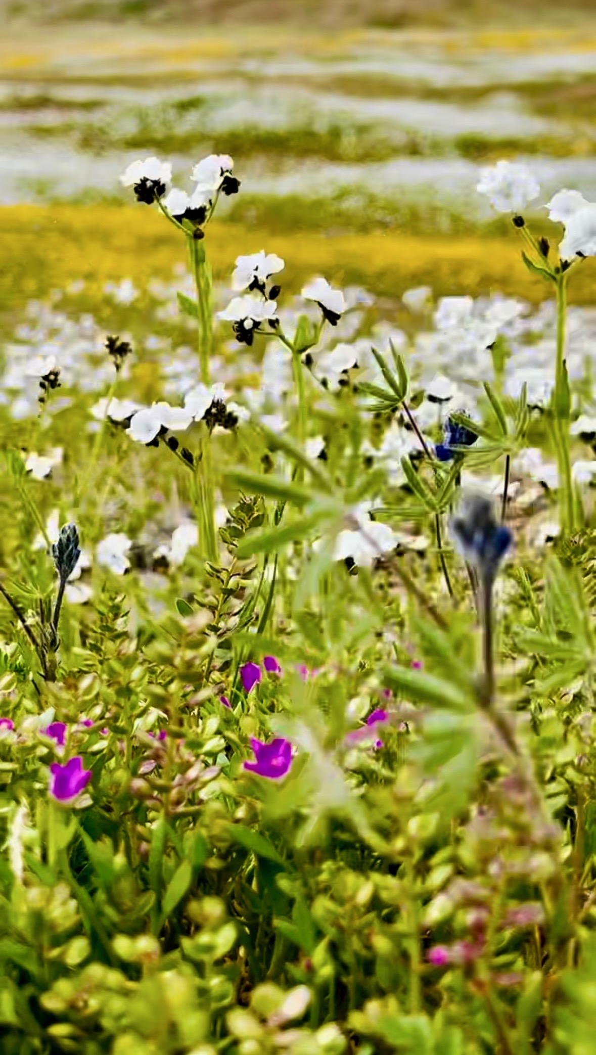 Wildflowers in Kernville