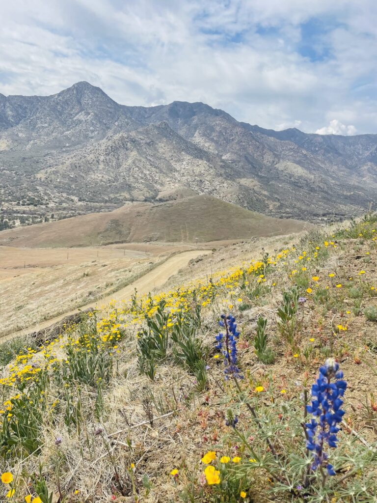 Wildflower Bloom California Kernville