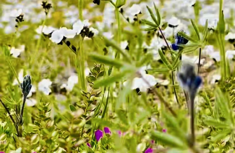 Wildflowers in Kernville