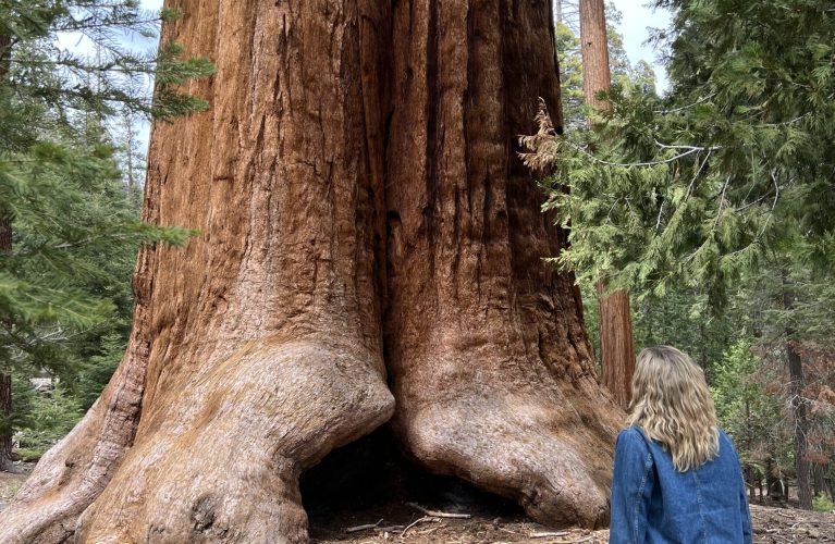 Trail of 100 Giants Giant Redwood Park